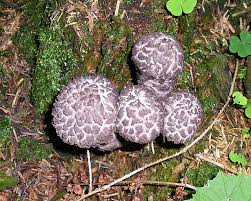 Sie hat eine berühmte kathedrale angegriffen. Strubbelkopfrohrling Strubbelkopf Schwarzer Schuppenrohrling Strobilomyces Strobilaceus