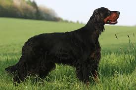 Field bred gordon setter pups expected third week of may. Pedigree Gordon Setter Puppies For Sale Online