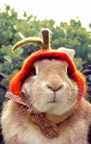 babushka bunny cute animals animals beautiful interesting animals
