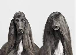 We did not find results for: ã‚¢ãƒ•ã‚¬ãƒ³ãƒã‚¦ãƒ³ãƒ‰ ã®ã‚¢ã‚¤ãƒ‡ã‚¢ 11 ä»¶ ã‚¢ãƒ•ã‚¬ãƒ³ãƒã‚¦ãƒ³ãƒ‰ ç¾Žã—ã„çŠ¬ å¯æ„›ã„ å‹•ç‰©