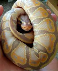 Smoothie Is The Cutest Ball Python Ever He Loves Cuddles And Chin Scratches Cute Reptiles Pet Snake Cute Animals