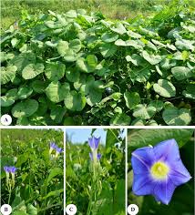 Image result for Ipomoea parasitica