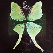 The Luna Moth The Full Moon The Spiritual Significance Of Signs That Appear In Our Lives Luna Moth Luna Moth Symbolism Moon Moth