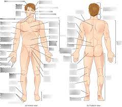 Surface Anatomy Diagram Quizlet