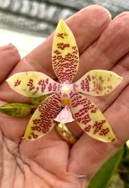 Image result for Habenaria livingstoniana