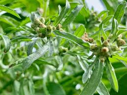 Image result for Gnaphalium polycaulon