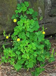 Image result for Oxalis oligotricha