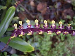 Image result for Bulbophyllum comatum