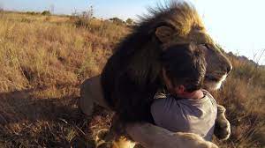 Man Tries To Hug A Wild Lion You Won T Believe What Happens Next Wild Lion Lions And Hyenas Animals Wild