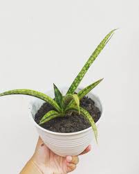 Image result for Sansevieria parva