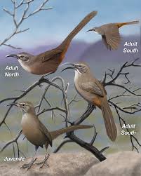 We did not find results for: California Thrasher Whatbird Com