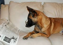 Funny Dogs Reading Newspaper Photo Gallery 6 Images Animals Funny Animals Dogs