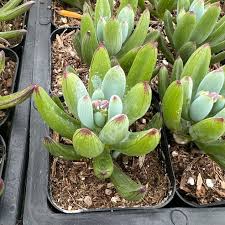 Image result for Senecio sp.no.1