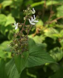 Image result for Equilabium laxiflorum