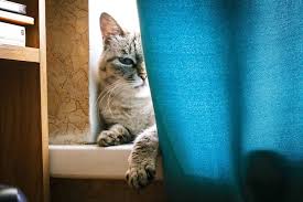 Heureusement, le chat associe naturellement sa zone à celle où il a l'habitude de recevoir. Temps Adaptation Chat Nouvelle Maison Comment L Habituer