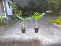 Image result for Raphia ruwenzorica