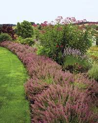 Pine trees in northern california. Regional Picks Plants For Winter S Worst Northern California Finegardening