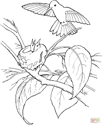 Hummingbird and nest full of easter eggs. Humming Bird Coloring Page Coloring Home
