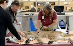 Our experienced veterinarians provide everything from preventative care to complex, lifesaving procedures, ensuring that your pets always receive expert care at prices you can afford. Pet Care Vet Ampera Pets Center