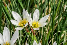 Image result for Zephyranthes candida