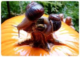 Chemical control options are varied in their application method and their capacity to alleviate pests. Organic Pest Control Cottage Culture