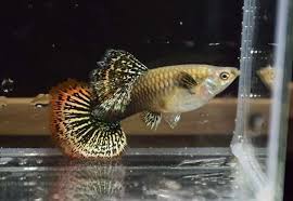 Orange Cobra Fancy Female Guppy Guppy Fish Pet Fish Fish