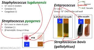 Image result for Group D Streptococcus