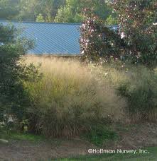 Image result for Panicum novemnerve