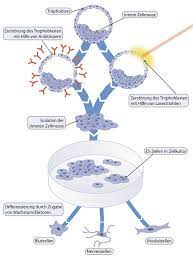 We did not find results for: Stem Cell Types Stammzellnetzwerk Nrw