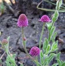 Image result for Sphaeranthus