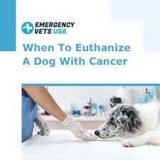 The american veterinary medical association (avma) reports that one in four dogs will develop cancer at some time in their life and that 50% of pets over the age of 10 will develop cancer. When To Euthanize A Dog With Cancer Know When To Say Goodbye