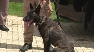 Janesville man kicked Waukesha County K-9 'devil dog:' complaint