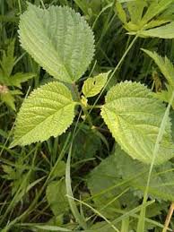 Image result for Laportea mooreana