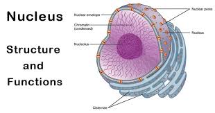 The nucleolus is the most conspicuous domain in the eukaryotic cell nucleus, whose main function is ribosomal rna (rrna) synthesis in the second part of the review we summarize recent progress and discuss already known and new hypothetical roles of the nucleolus in plant growth and development. Nucleus Definition Structure Functions And Diagram