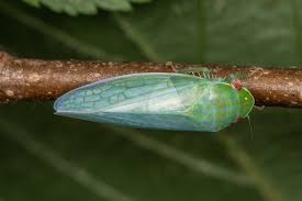 Image result for Gnidia inconspicua