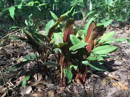 Image result for Eragrostis macrochlamys