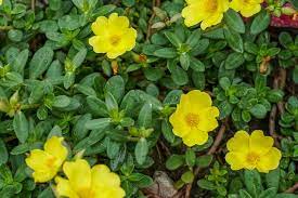 Although some gardeners consider uncultivated varieties of this flower a weed, it can be grown as an ornamental plant with a little work. Portulaca Oleracea Purslane