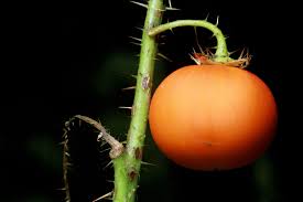 Image result for Solanum capsicoides