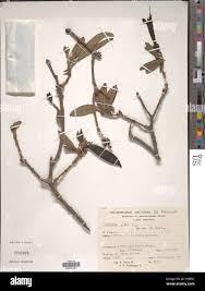 Image result for Delostoma