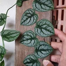 Monstera Dubia Common Garden Plants House Plants Indoor House Plants
