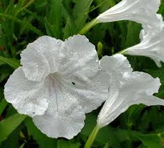 The fruit is a long narrow pair of follicles, which splits open at maturity to release numerous. Mayan White Mexican Petunia Desert Petunia Florida Bluebells Mexican Bluebells White Flowers Or Flower Parts Almost Eden