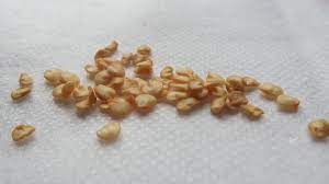 Watch more seeds & planting videos: Drying Chili Seeds Properly And Store Them Right Chili Plant Com