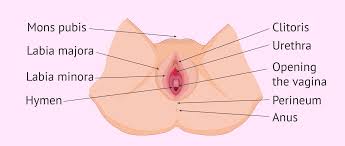 The human female reproductive system comprises of three major parts which are: Labeled Diagram Of The External Female Reproductive Organs