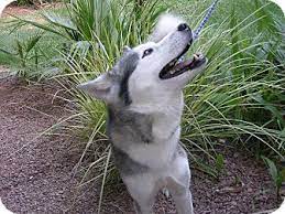 All family members need to attend for the meet/greet. Las Vegas Nv Husky Meet Topper A Pet For Adoption