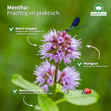 Image result for Mentha aquatica