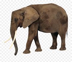Download Elephant Png Elephant Png Free Transparent Png Images Pngaaa Com Download the elephant, animals png on freepngimg for free. download elephant png elephant png