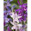 Assortment 6 Bletilla - hyacinth Orchids