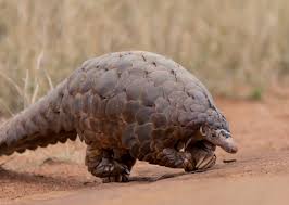 Check spelling or type a new query. Frosty S Ramblings Pity The Poor Old Pangolin Morning Star