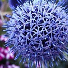 Globe Thistle Blue Flower Seeds Echinops By Underthesunseeds Thistle Flower Flowers Perennials Flower Seeds