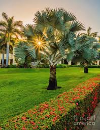 Mexican fan palm trees lost 2 ones worth about 1k each. Mexican Blue Fan Palm Tree Photograph By Joseph Miko